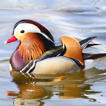 Mandarin Duck at Pier Park, Grand Island, Hall County Feb 2013 by Tracy Utter