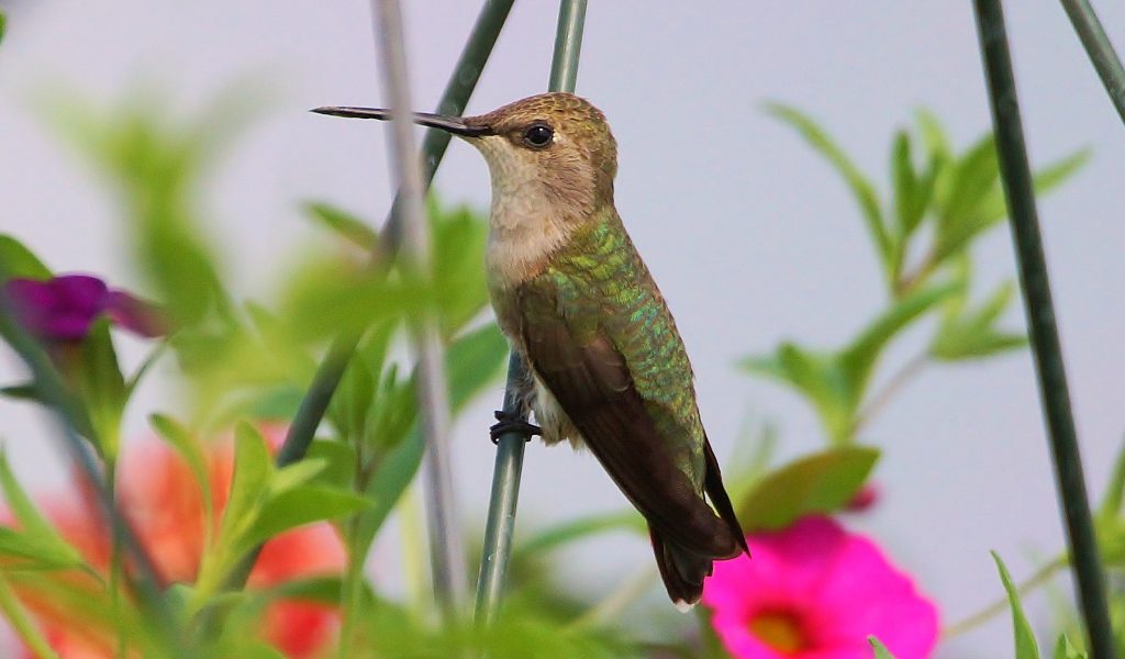 Black-chinned Hummingbird at Scottsbluff, Scotts Bluff Co 7 May 2012 by Marie Smith