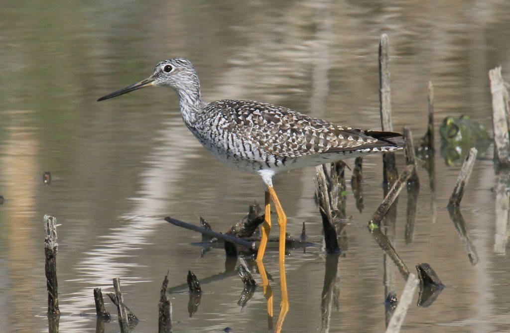 Greater Yellowlegs at Fontenelle Forest, Sarpy Co 10 Apr 2012 by Phil Swanson