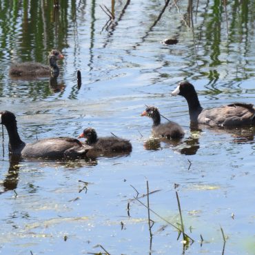American Coot adults and young at Marsh Duck WMA, York Co 18 Jul 2015 by Joel G. Jorgensen