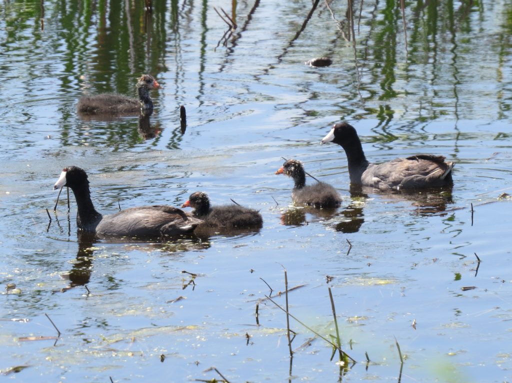 American Coot adults and young at Marsh Duck WMA, York Co  18 Jul 2015 by Joel G. Jorgensen