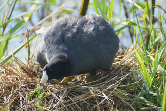 American Coot guarding its nest at a wetland in the Rainwater Basin 26 Jul 2015. by Joel G. Jorgensen