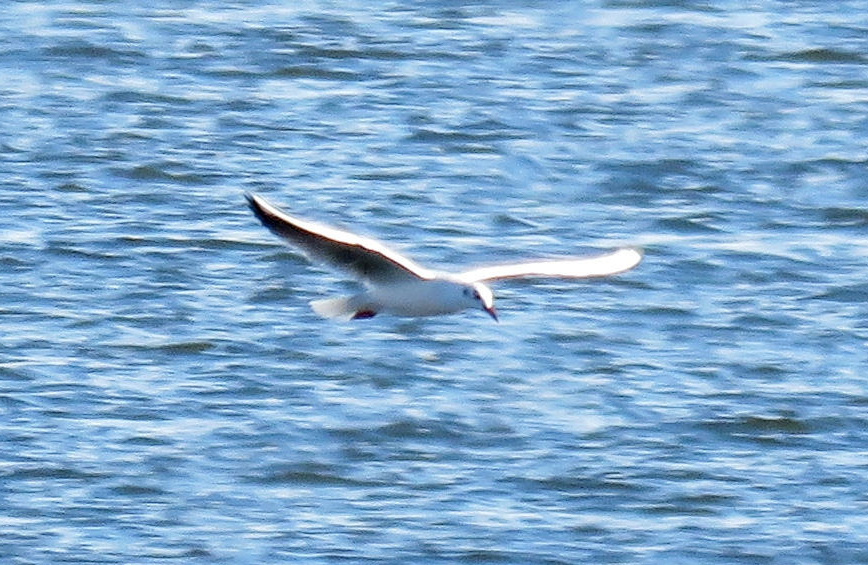 Black-headed Gull at Branched Oak Lake, Lancaster Co 14 Nov 2015 by Michael Willison