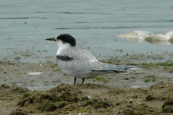 Juvenile Common Tern at Branched Oak Lake, Lancaster Co 15 Sep 2013 by Michael Willison