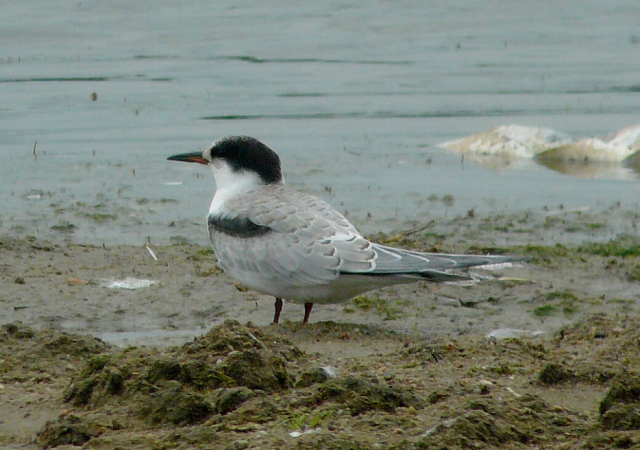 Juvenile Common Tern at Branched Oak Lake, Lancaster Co 15 Sep 2013 by Michael Willison