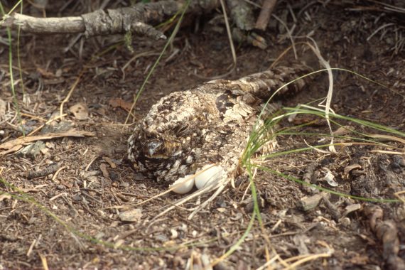 Common Poorwill on a nest in West Ash Canyon, Dawes County 14 Aug 1999 by Wayne Mollhoff