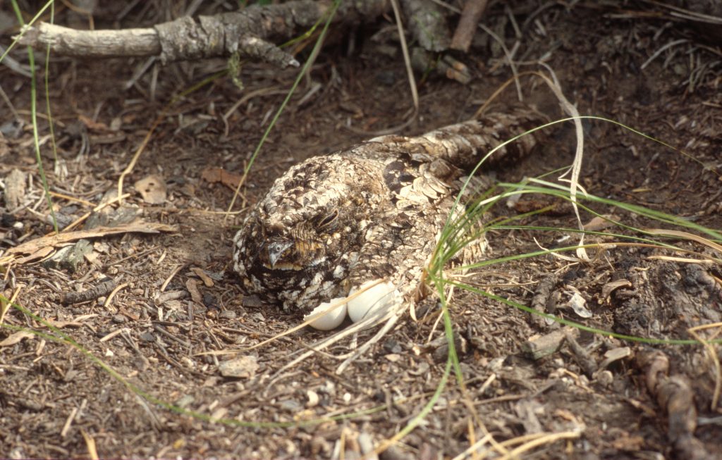 Common Poorwill on a nest in West Ash Canyon, Dawes County 14 Aug 1999 by Wayne Mollhoff