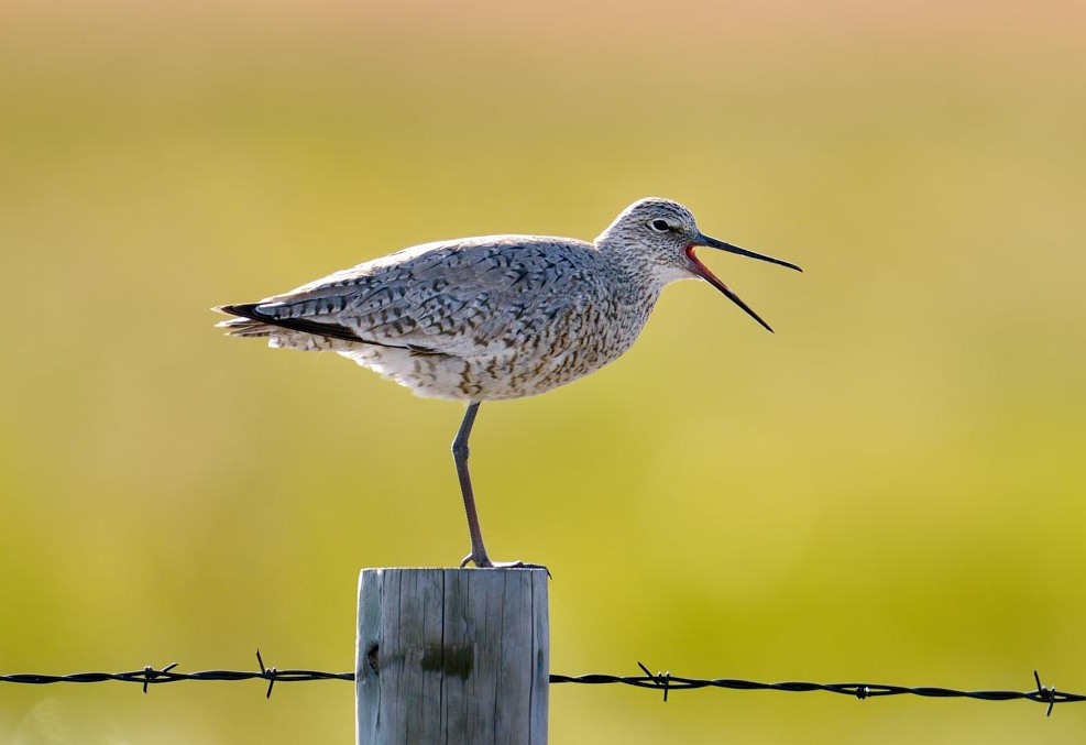 Willet at Crescent Lake National Wildlife Refuge, Garden Co (date unknown) by Chris Masada and provided as a courtesy by NEBRASKALAND/Nebraska Game and Parks Commission