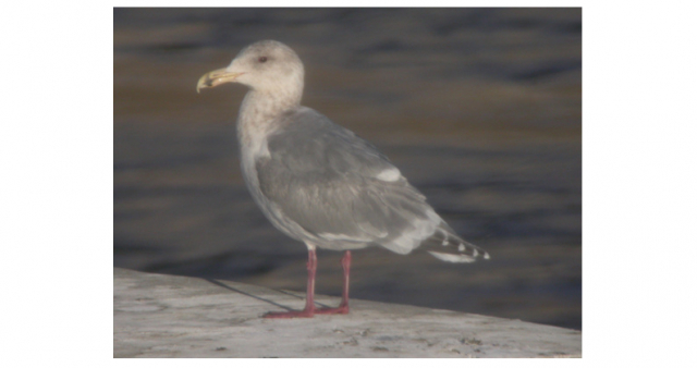 Glaucous-winged Gull at Lake Ogallala, Keith Co 16 Feb 2013 by Carlos Grande