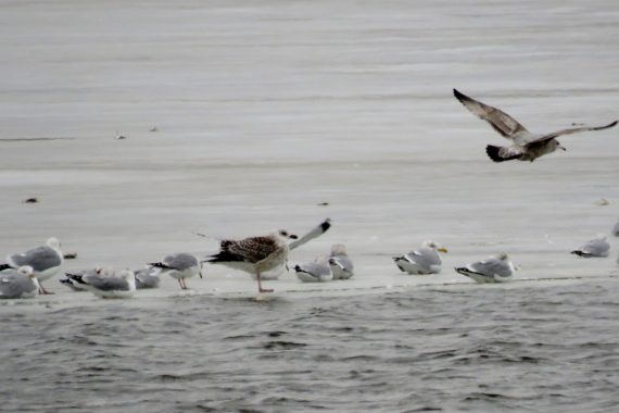 Great Black-backed Gull (center, standing) with Herring and Ring-billed Gulls at Branched Oak Lake, Lancaster Co 15 Feb 2015 by Michael Willison
