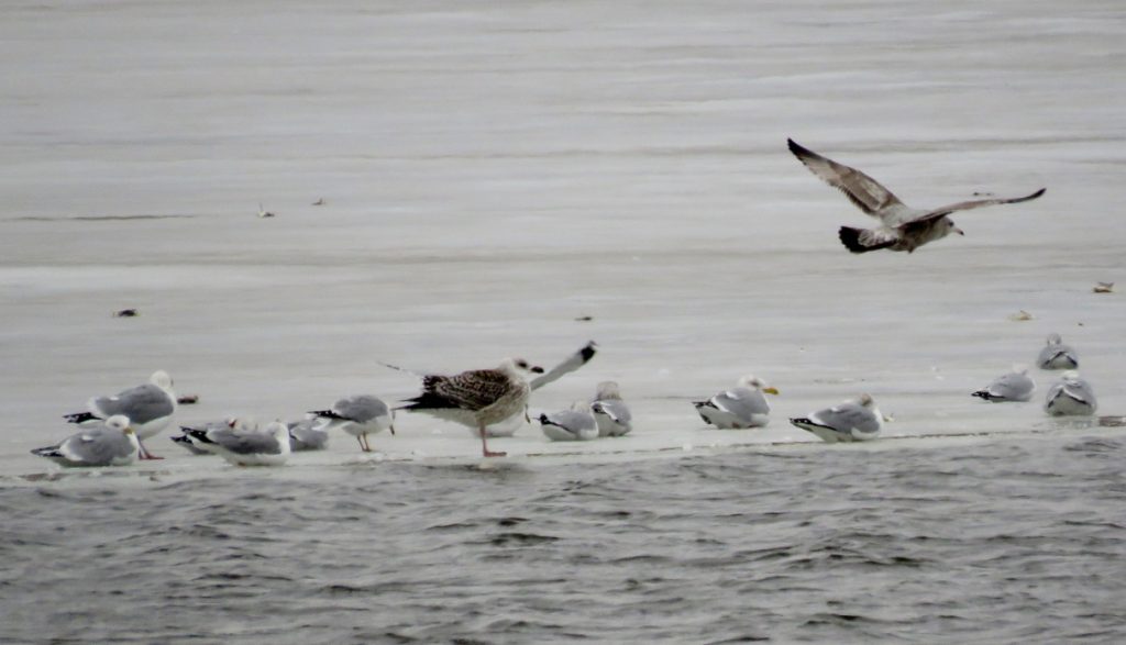 Great Black-backed Gull (center, standing) with Herring and Ring-billed Gulls at Branched Oak Lake, Lancaster Co 15 Feb 2015 by Michael Willison