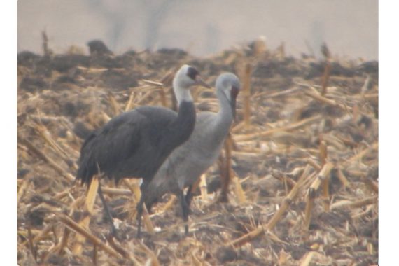 Hooded Crane with a Sandhill Crane in Hall Co 7 Apr 2011 by Paul Dunbar