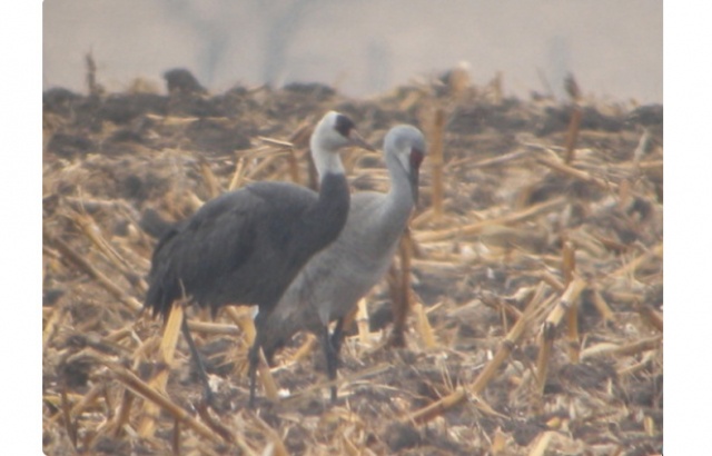 Hooded Crane with a Sandhill Crane in Hall Co 7 Apr 2011 by Paul Dunbar