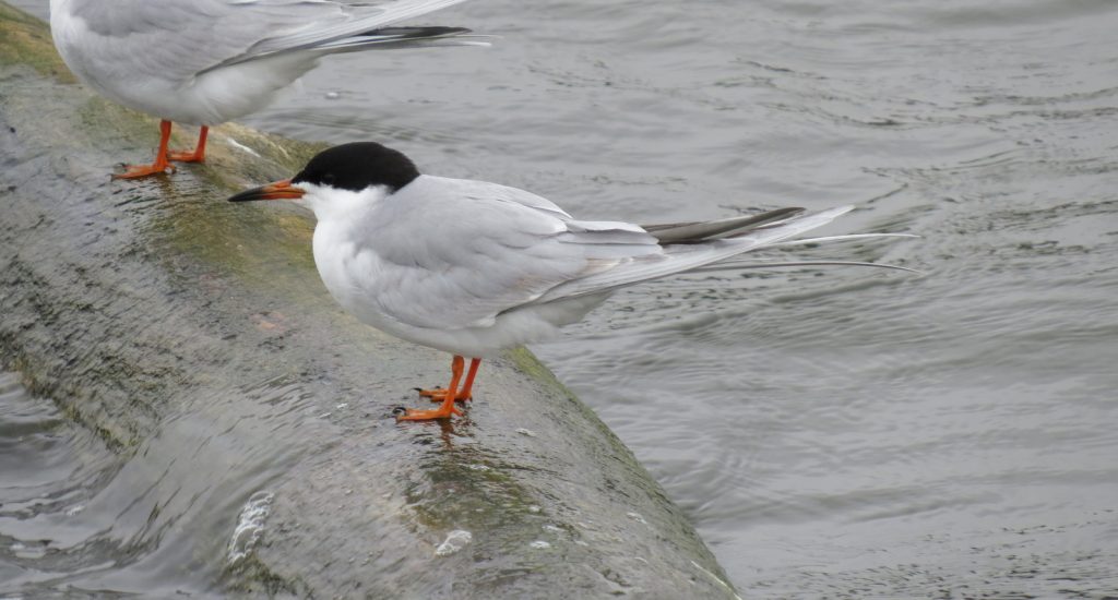 Forster's Tern at Alexandria SRA, Jefferson Co 12 May 2014 by Joel G. Jorgensen