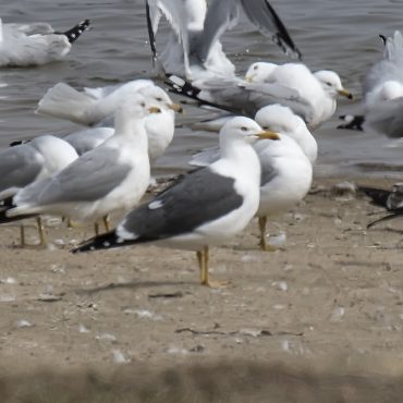 Lesser Black-backed Gull at Branched Oak Lake, Lancaster Co 19 Mar 2015 by Phil Swanson