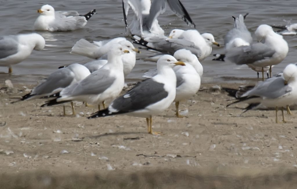 Lesser Black-backed Gull at Branched Oak Lake, Lancaster Co 19 Mar 2015 by Phil Swanson