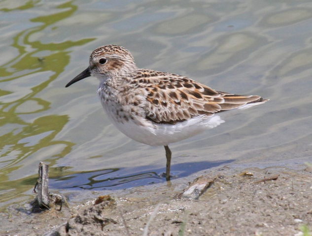Least Sandpiper at Wehrspann Lake, Sarpy Co 9 May 2012 by Phil Swanson