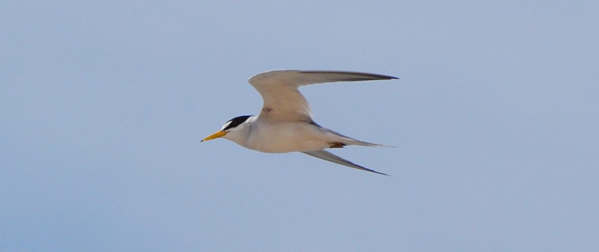 Least Tern Birds Of Nebraska Online