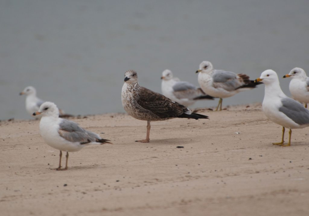 Lesser Black-backed Gull at Lake McConaughy, Keith Co 2 May 2008 by Joel G. Jorgensen