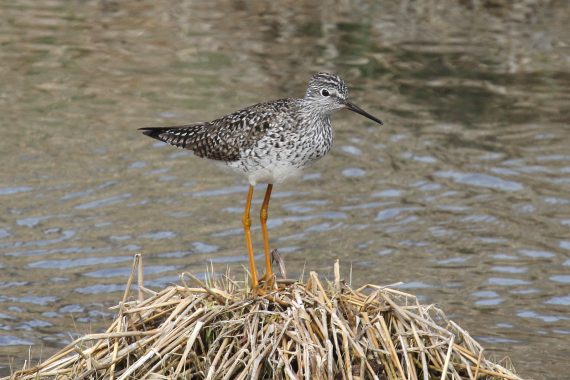 Lesser Yellowlegs at LaPlatte Bottoms, Sarpy Co 26 Apr 2013 by Phil Swanson