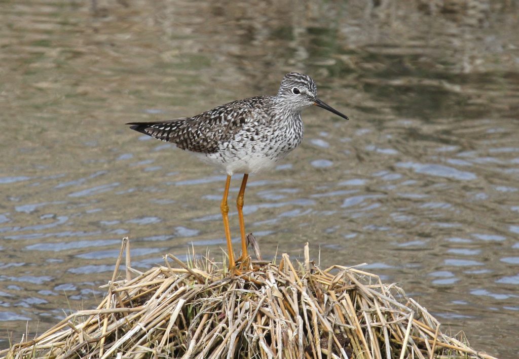 Lesser Yellowlegs at LaPlatte Bottoms, Sarpy Co 26 Apr 2013 by Phil Swanson