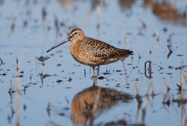 Long-billed Dowitcher at Hultine WPA, Clay Co 5 May 2007 by Joel G. Jorgensen