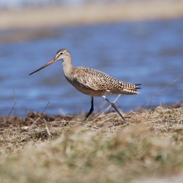 Marbled Godwit at Hultine WPA, Clay Co 14 Apr 2007 by Joel G. Jorgensen