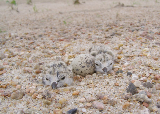 Newly-hatched Piping Plover chicks and an unhatched egg on a lower Platte River sandbar in Sarpy Co 24 Jul 2008 by Joel G. Jorgensen