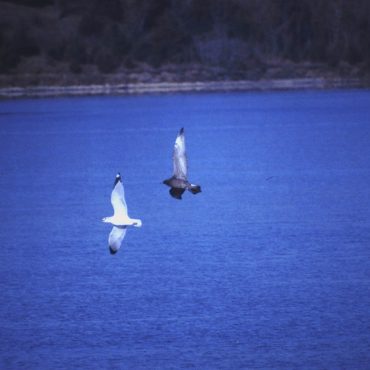 Pomarine Jaeger chasing a Ring-billed Gull at Pawnee Lake, Lancaster Co 16 Nov 1997 by John Sullivan