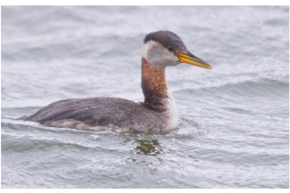 Red-necked Grebe at Stagecoach Lake State Recreation Area, Lancaster Co 19 Apr 2021 by Larry Porter