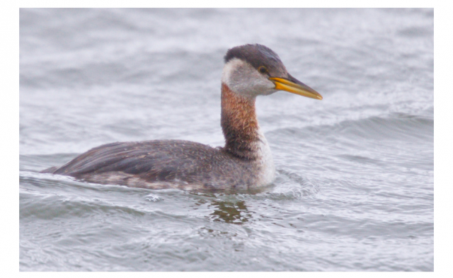 Red-necked Grebe at Stagecoach Lake State Recreation Area, Lancaster Co 19 Apr 2021 by Larry Porter