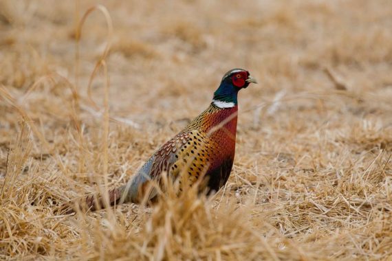 Photograph (top) of a Ring-necked Pheasant in Lincoln Co, 6 Feb 2017, courtesy of NEBRASKALAND/Nebraska Game and Parks Commission