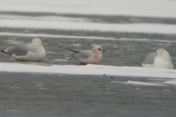 Ross’s Gull at Gavins Point Dam, Cedar Co 1 Dec 2010 by Cory Gregory