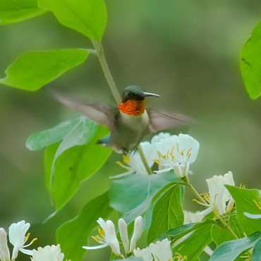 Ruby-throated Hummingbird at Fontenelle Forest, Sarpy Co, 24 May 2009 by Phil Swanson