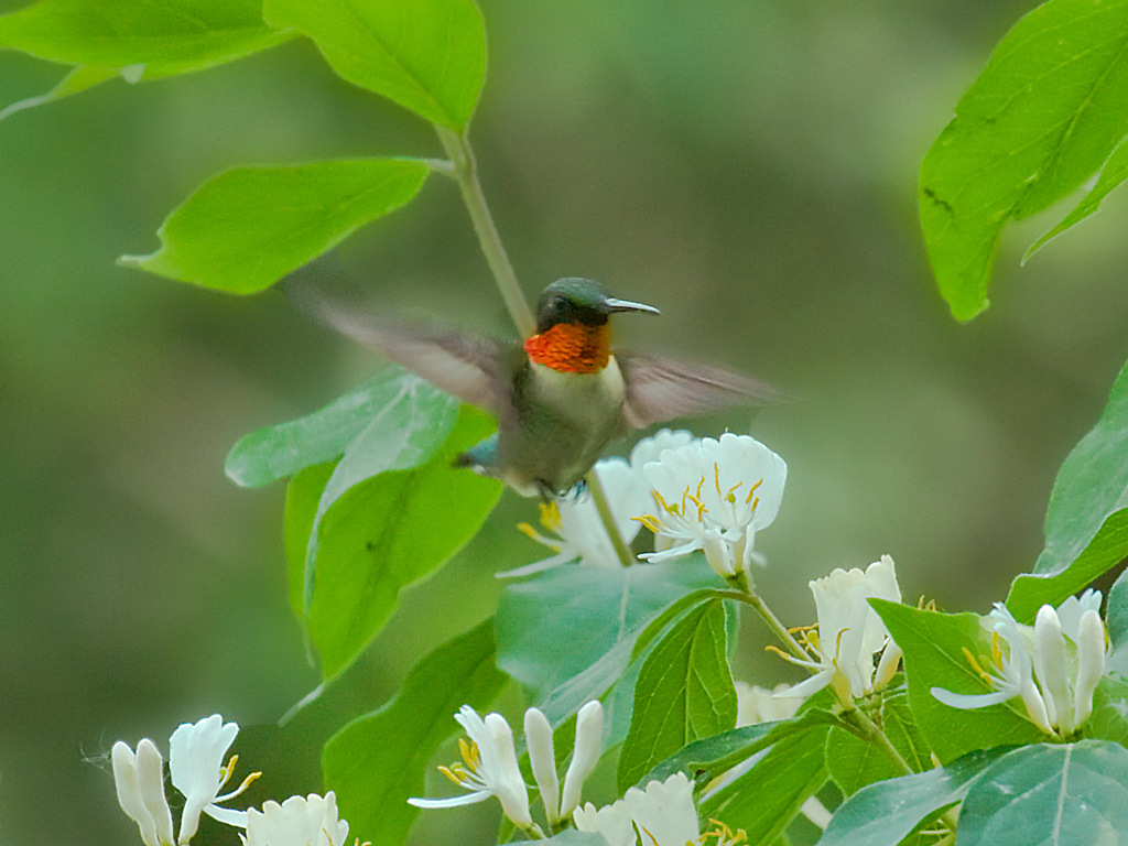 Ruby-throated Hummingbird at Fontenelle Forest, Sarpy Co, 24 May 2009 by Phil Swanson