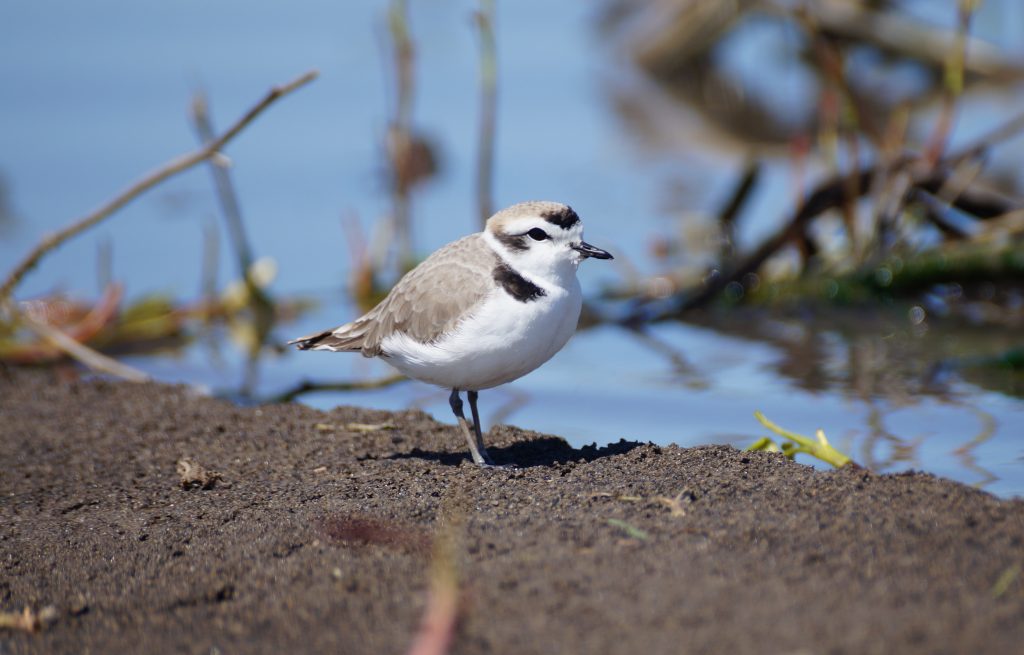 Snowy Plover at Smith Waterfowl Production Area, Clay Co 2 May 2019 by Joel G. Jorgensen