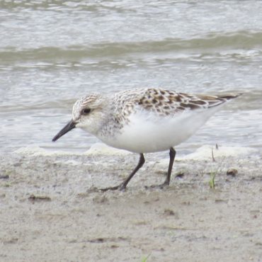 Sanderling at Bazile Creek WMA, Knox Co 22 May 2013 by Mark A. Brogie