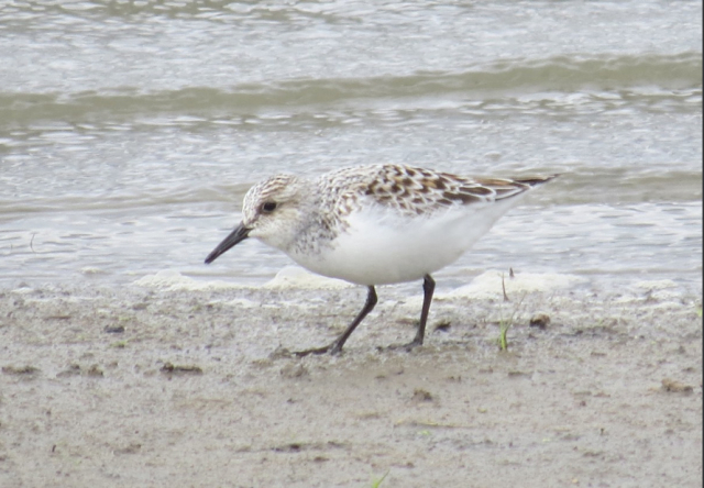 Sanderling at Bazile Creek WMA, Knox Co 22 May 2013 by Mark A. Brogie