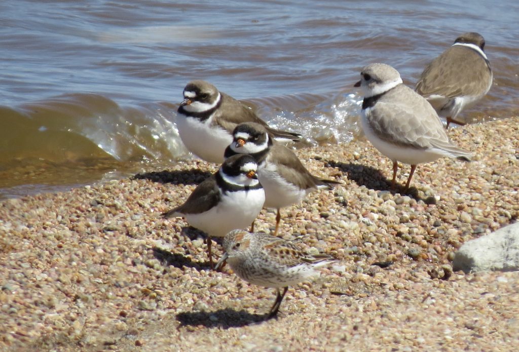 Semipalmated Plovers with a Piping Plover and a Western Sandpiper at Lake North, Platte Co 25 Apr 2016 by Joel G. Jorgensen
