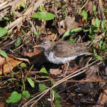 Spotted Sandpiper at Smith WPA, Clay Co 9 May 2008 by Joel G. Jorgensen