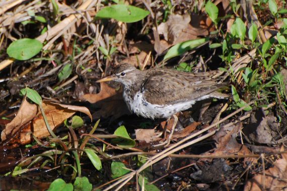 Spotted Sandpiper at Smith WPA, Clay Co 9 May 2008 by Joel G. Jorgensen