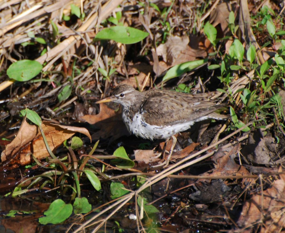 Spotted Sandpiper at Smith WPA, Clay Co 9 May 2008 by Joel G. Jorgensen 