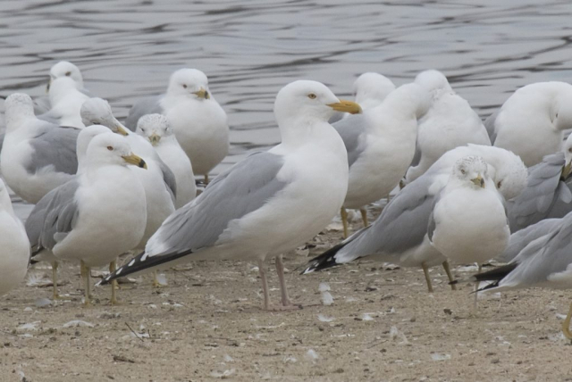 Herring Gull at Branched Oak Lake, Lancaster Co 19 Mar 2015 by Phil Swanson