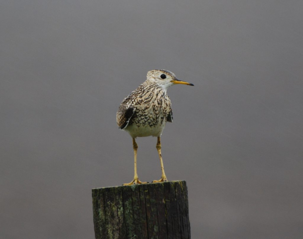 Upland Sandpiper in Clay Co 11 May 2007 by Joel G. Jorgensen