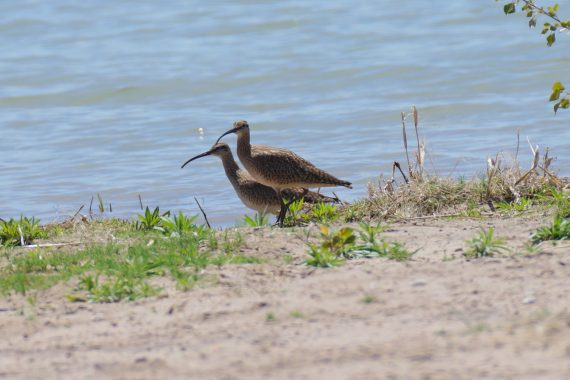Whimbrel at Enders Reservoir, Chase Co 2 May 2015 by Joel G. Jorgensen
