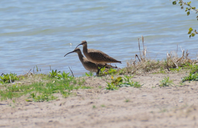 Whimbrel at Enders Reservoir, Chase Co 2 May 2015 by Joel G. Jorgensen
