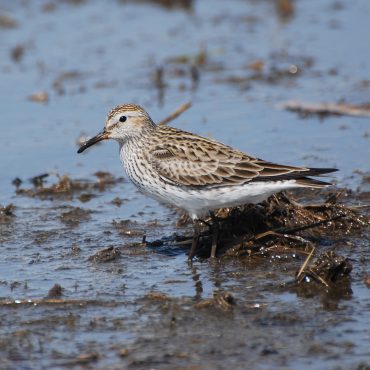White-rumped Sandpiper at Hultine WPA, Clay Co 19 May 20017 by Joel G. Jorgensen