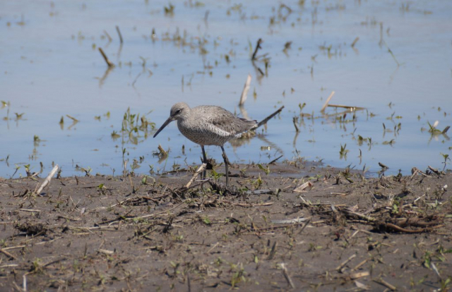 Willet at Real WPA, Fillmore Co 5 May 2017 by Joel G. Jorgensen