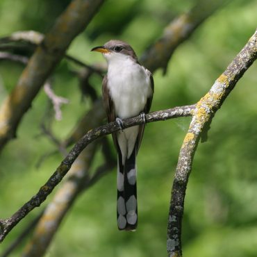 Yellow-billed Cuckoo by Phil Swanson