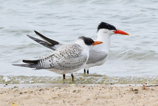 Juvenile (front) and adult Caspian Tern at Pawnee Lake, Lancaster Co 26 Sep 2017 by Steve Kruse